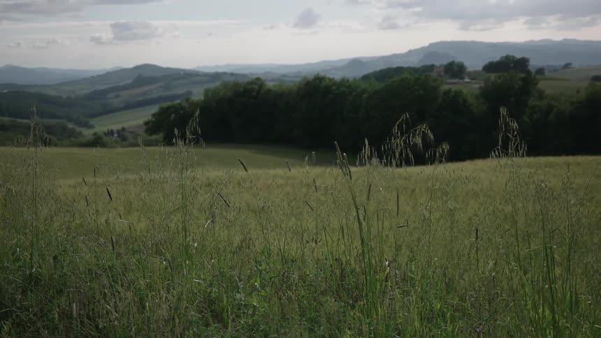 Grass sways in an empty green field