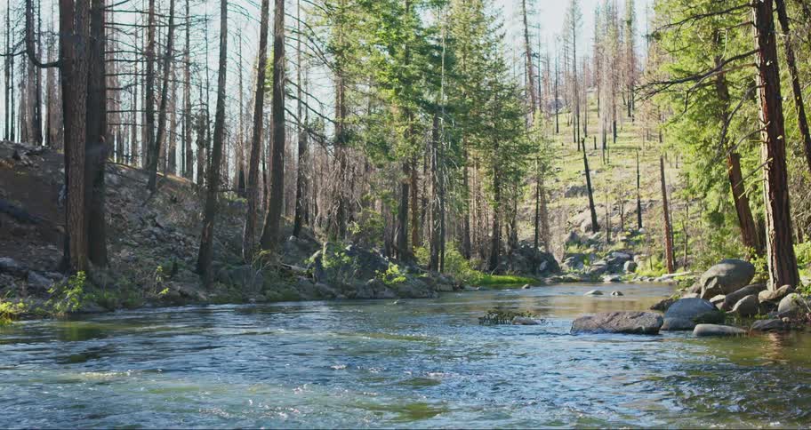 A river flowing across a forest