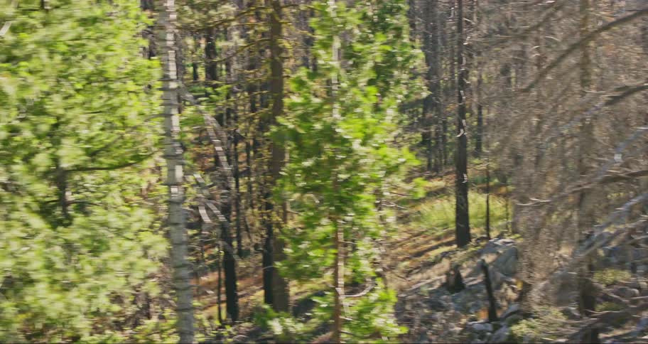 A forest with a mix of healthy green trees and bare lifeless ones