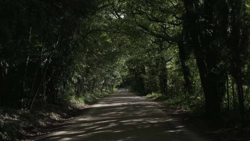 A country road covered or surrounded by trees making it have a cave like feel