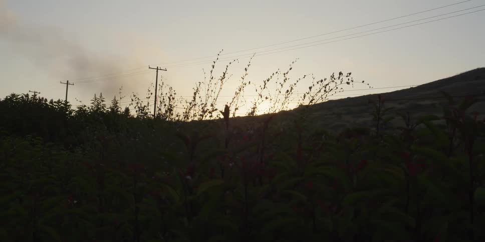 Reeds by the side of a road waving in the wind