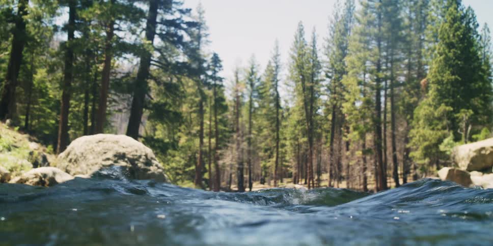 High tide of a forest lake during the day