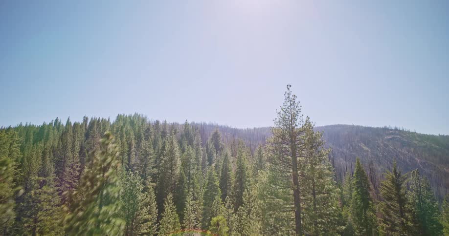 An aerial clip of a forest