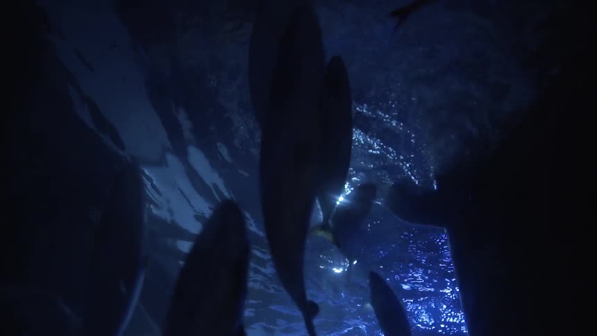 Silhouette of a shoal of fish swimming near the surface