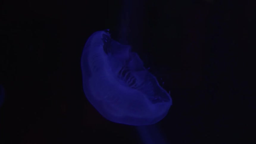 A jellyfish illuminated in blue light is floating in the dark water