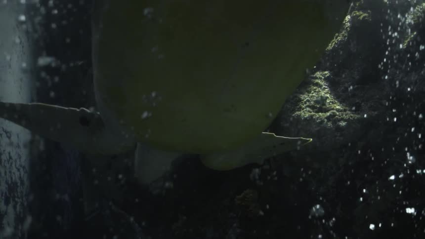 A turtle swimming to the bottom of the sea during the day
