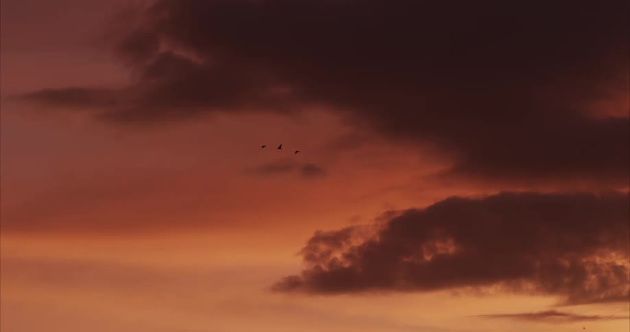Red sky landscape with birds flying