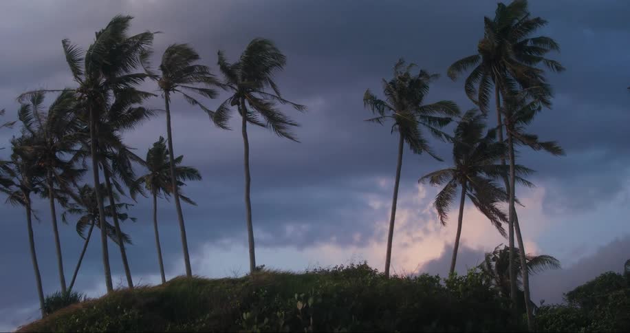 Landscape of a tropical forest with palm trees and a purple morning sky
