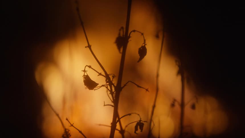 Bush fire in the forest at night