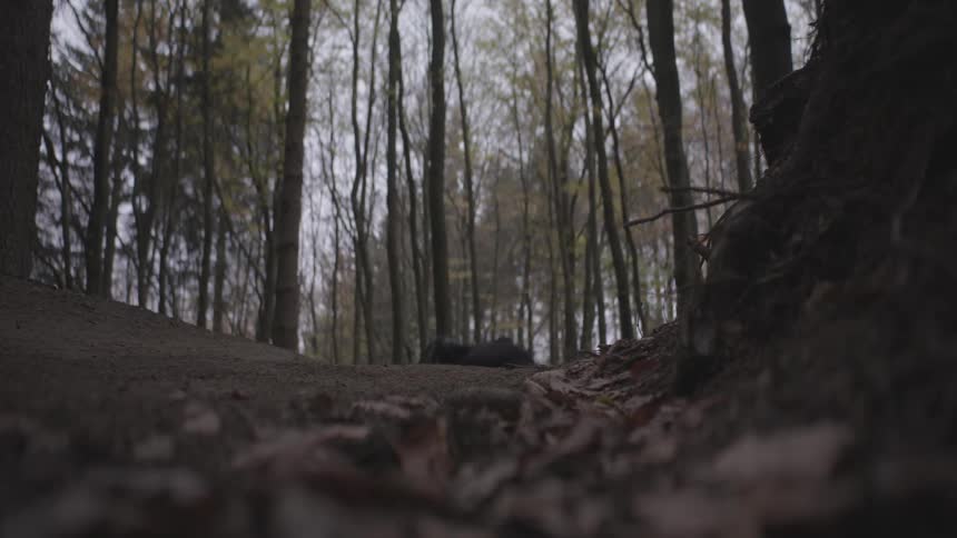 Person doing a mountain bike in the middle of a forest