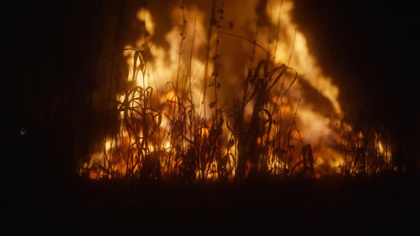 Silhouette of grass blades in front of a large bonfire at night