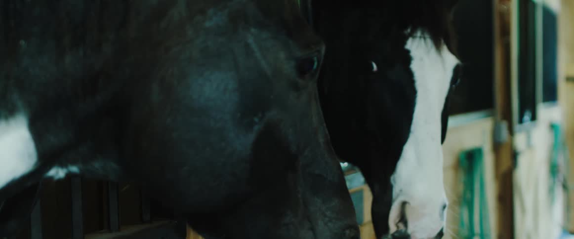 Two horses with their heads poking out of pens