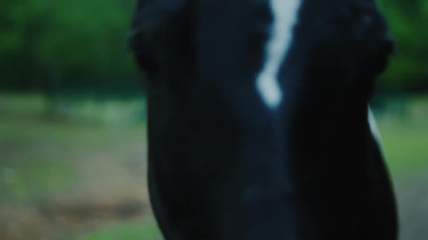 Close up of the head of a black and white horse in the countryside