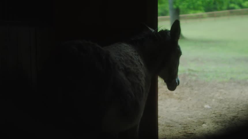 A horse standing in a barn door during the day