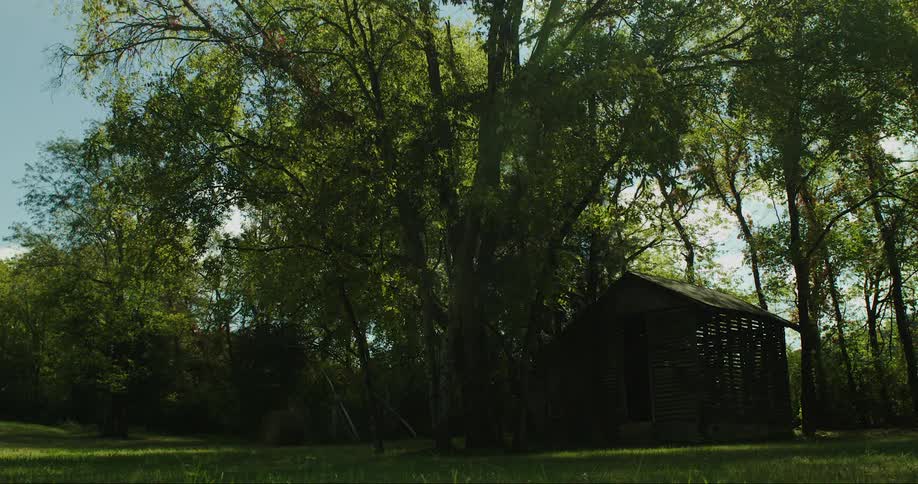 A huge tree with its leaves moving in the wind and below is a small wooden hut
