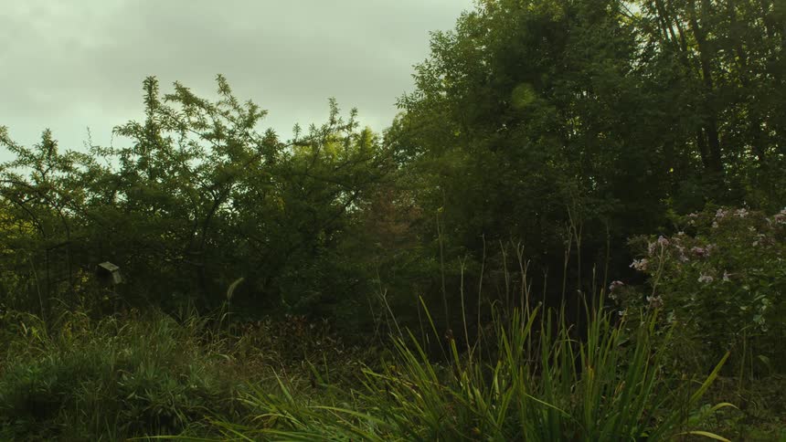 Forest trees and plants in a natural region on a cloudy day