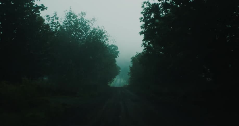 A dirt road in the forest during rainy day