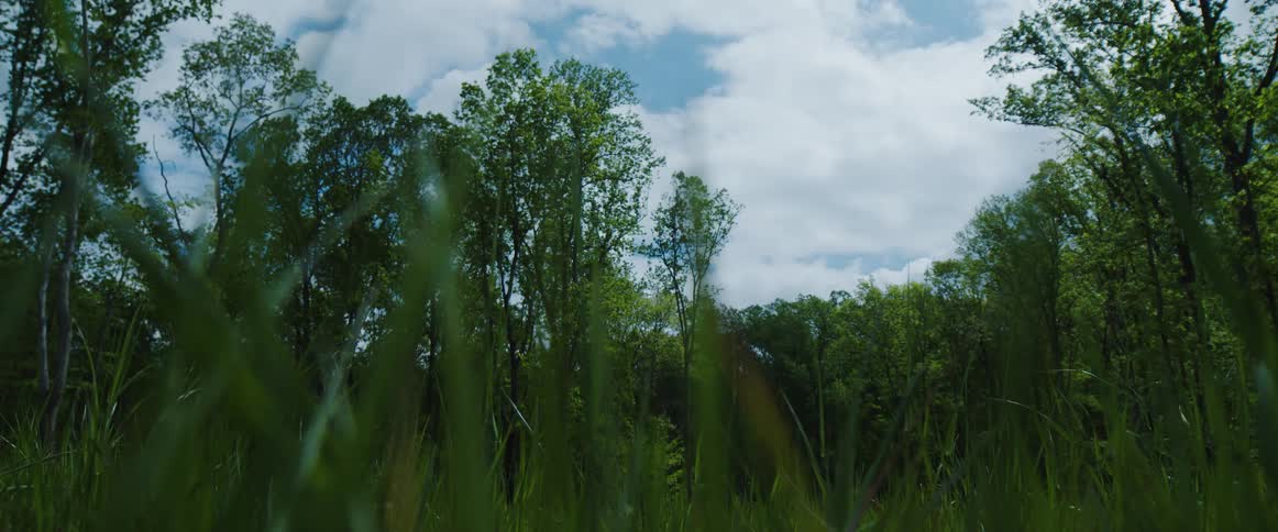 View of a lawn in the middle of an openair forest on a blue day with clouds