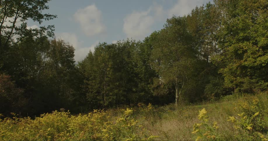 Landscape of one and a half fields trees in a forest