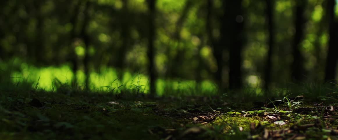 Closeup of a forest floor with dry green leaves and sunlight