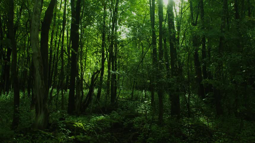 A forest with underbrush