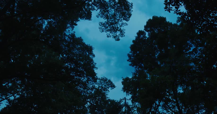 Tree leaves swaying against the wind during dusk
