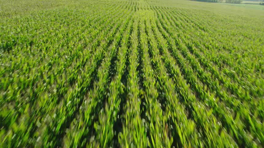 Moving over a field of corn on a farm