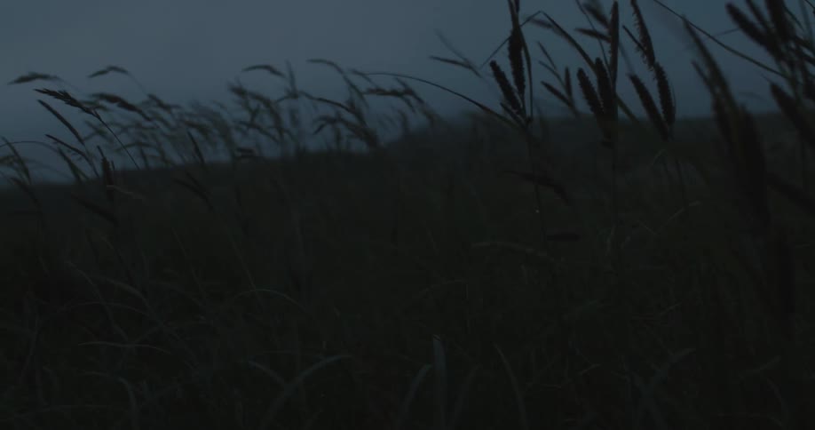 Strong breeze the tall grass under a stormy looking sky
