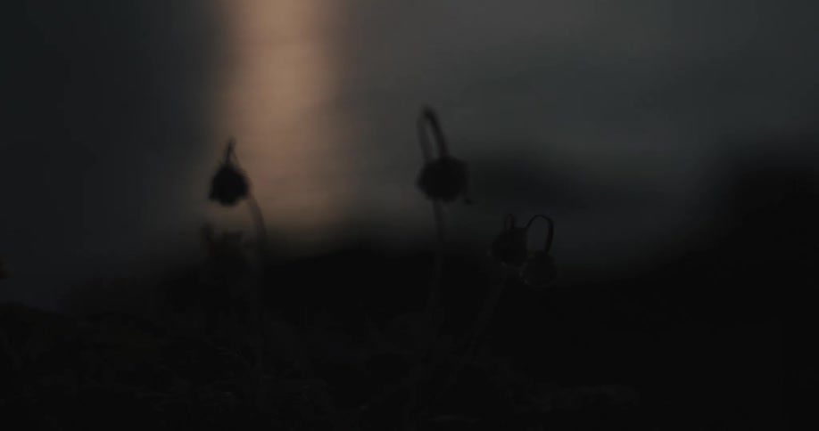 A night clip of flower buds