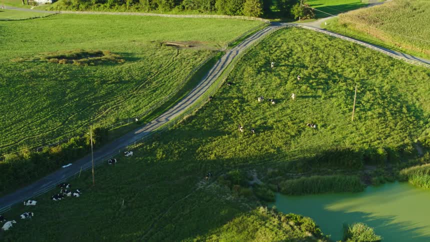 A herd of cows in a meadow with lake during the day