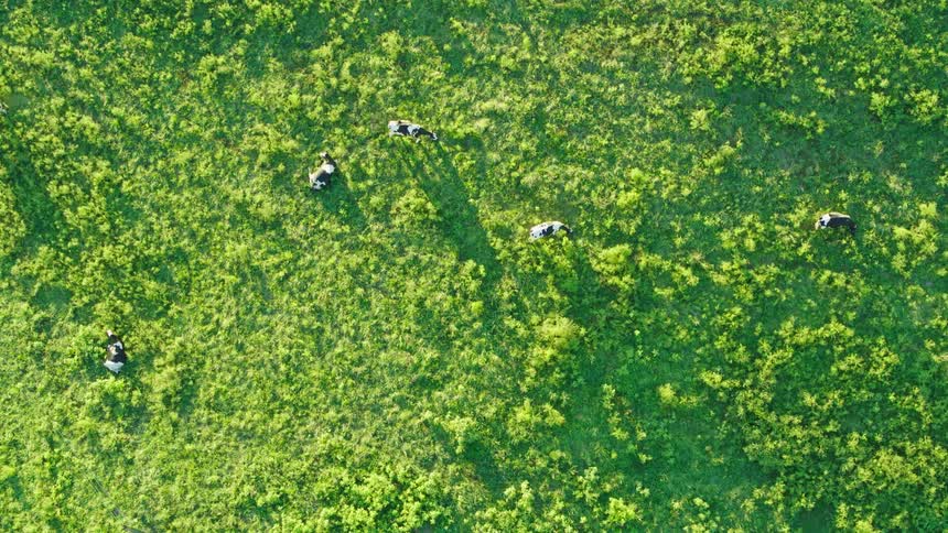 Aerial of a herd of cows in a meadow during the day
