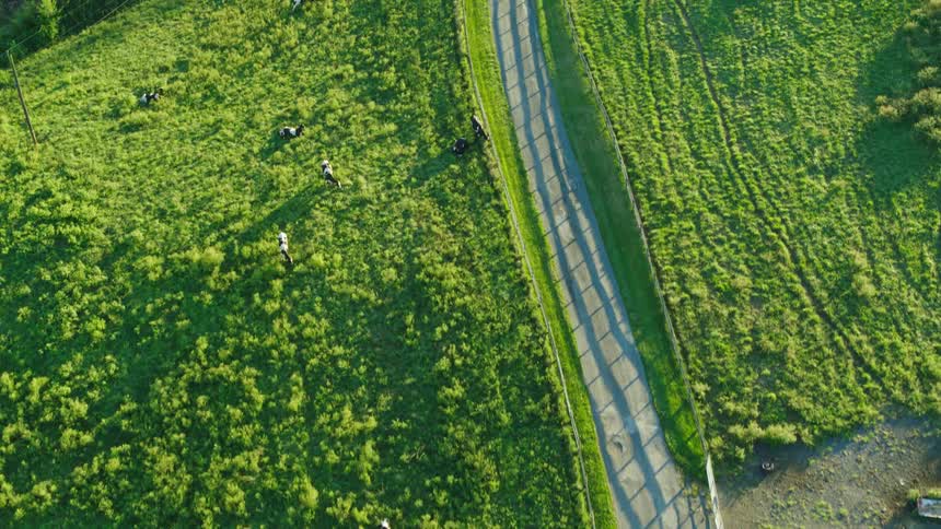 Aerial of a herd of cattle in a meadow in the countryside