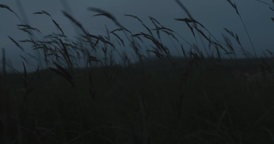 Plants with seeds in the wind