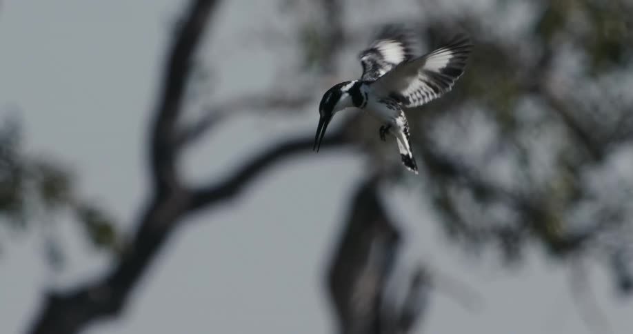 Pied king fisher hovers in mid air before flying onward