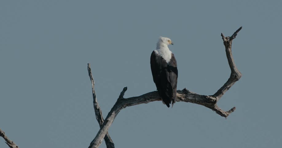 An African fish eagle sits on a tree branch looking around