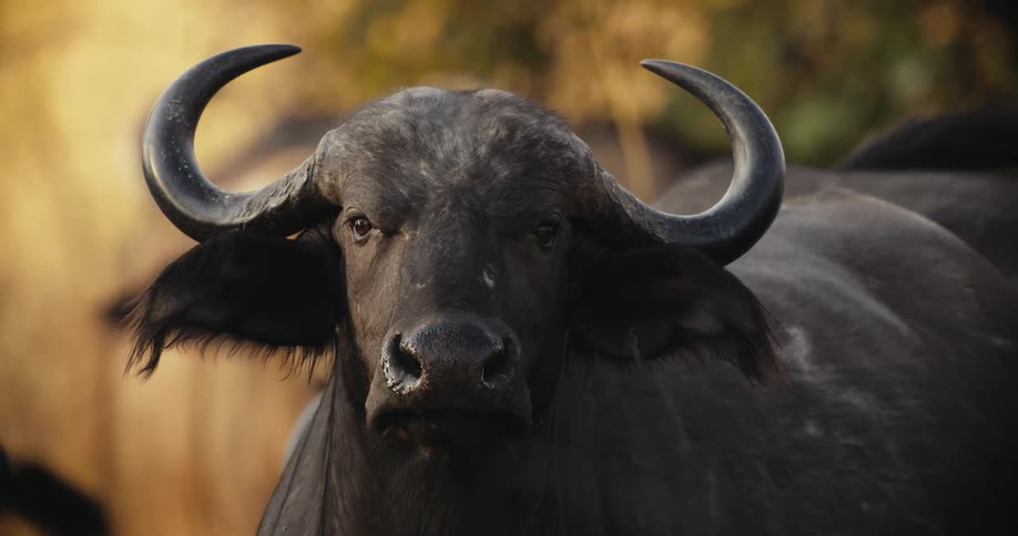 A large black buffalo is standing outside