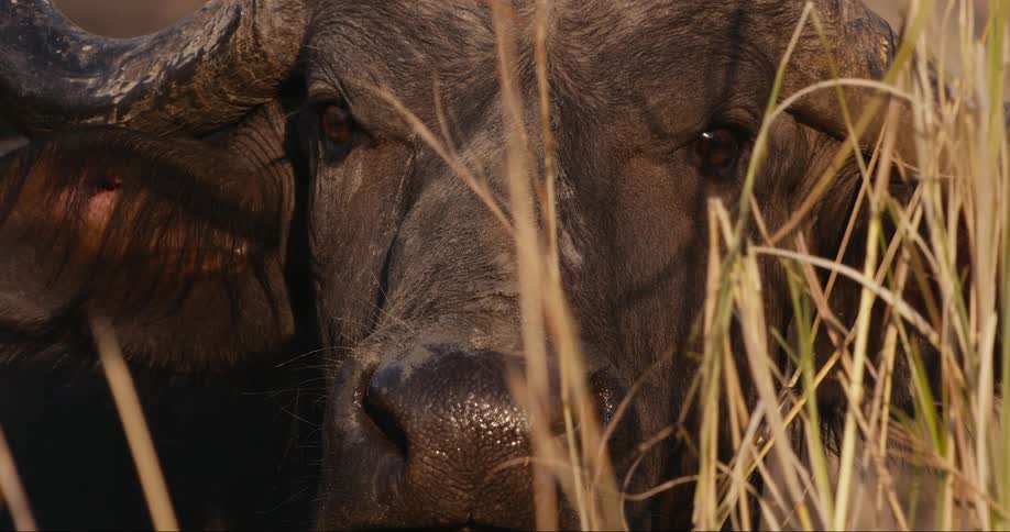 Close up of a buffalos face