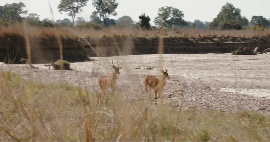 Antelopes puku running back and forth on a sunny day