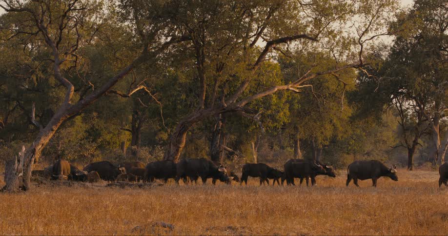 A herd of buffalo walking on a safari during sunset