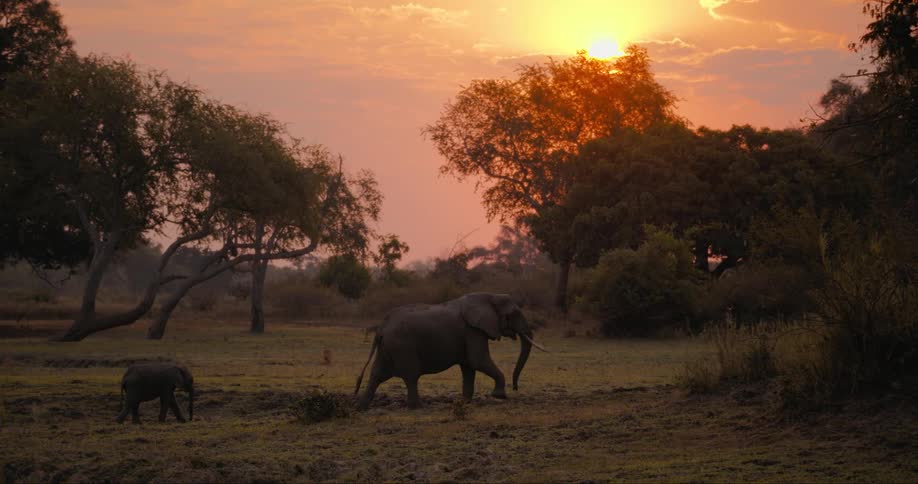 Big and small elephants walking in the wild at sunset