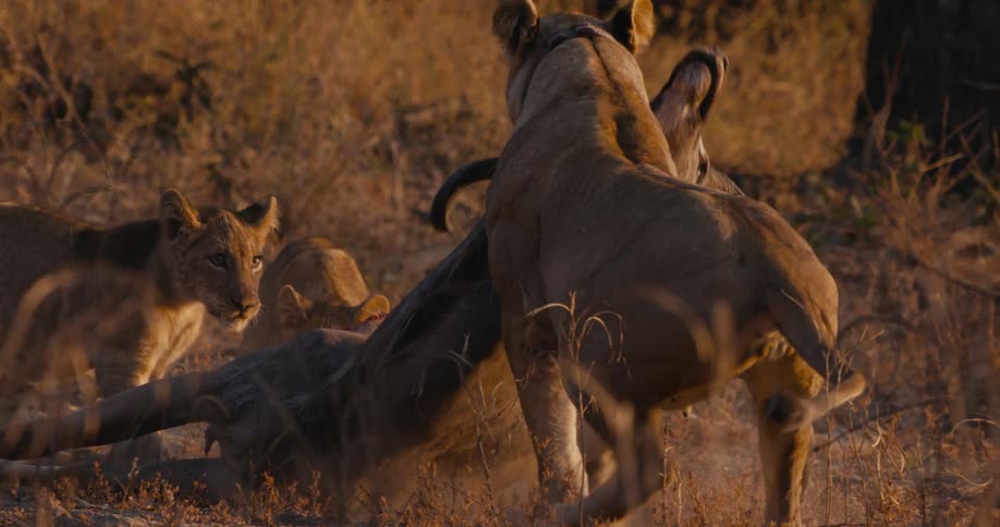 A lioness dragging a wildebeest to feed her cubs in the dry grassland