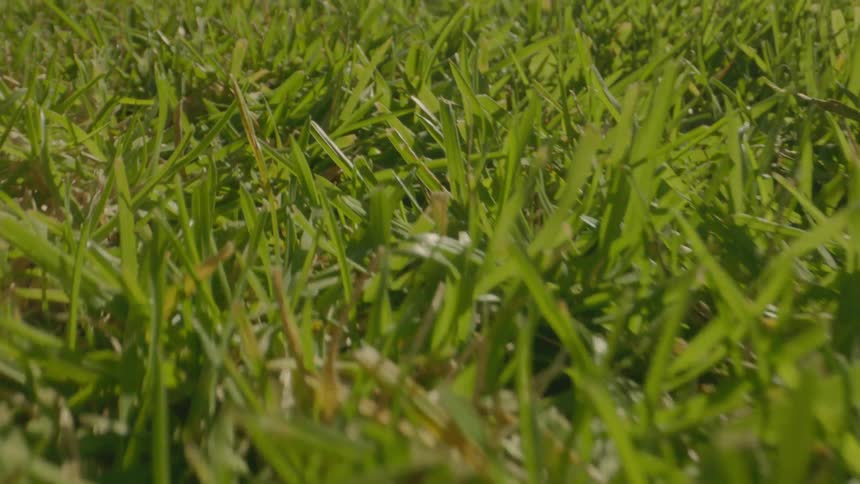 Close up of a patch of recently cut green grass
