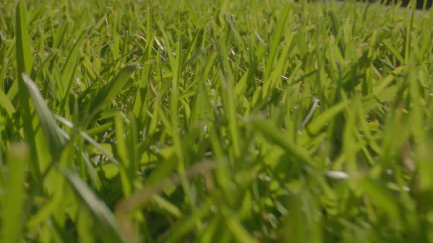 Close up of green lawn