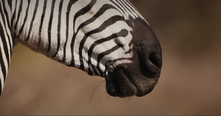 Closeup on the mouth and nose of a zebra moving in slow motion