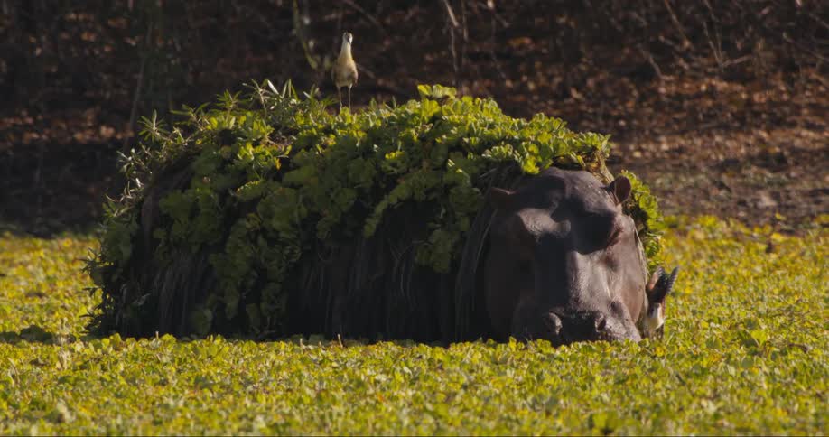 Birds fly on the hippo in the swamp