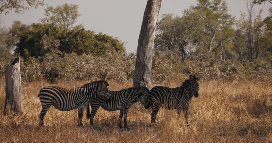 Zebras stand closely together near dead tree trunk in grassland