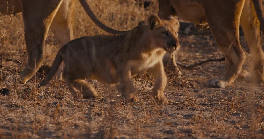 A lioness running in the savanna on a sunny day