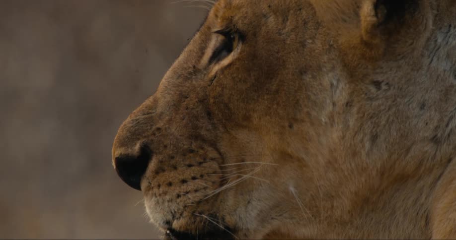 Closeup of a lions muzzle in the forest