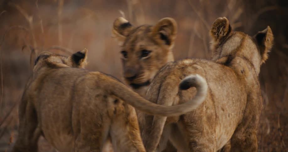 Four lions move across a grassy area