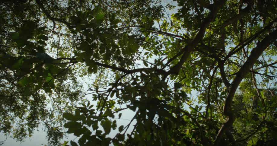Upward view of trees in a blue sky with the sun
